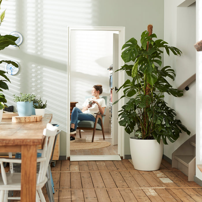 elho Brussels Bloempot op Wielen 47 cm