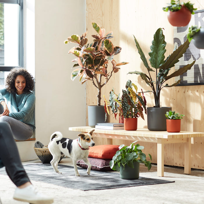 Elho B.For Soft Bloempot Rond 25 cm