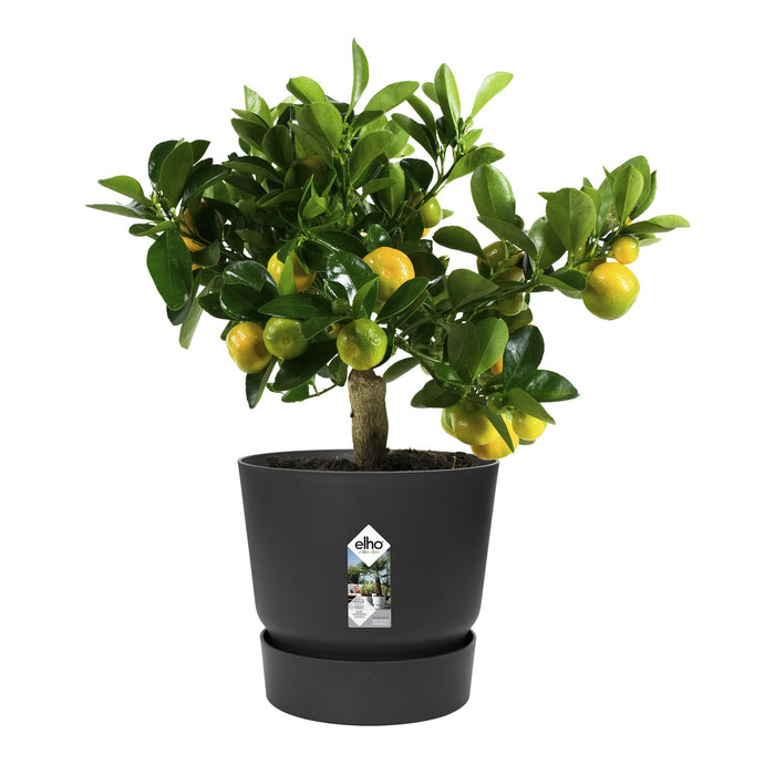 elho Greenville Bloempot 30 cm