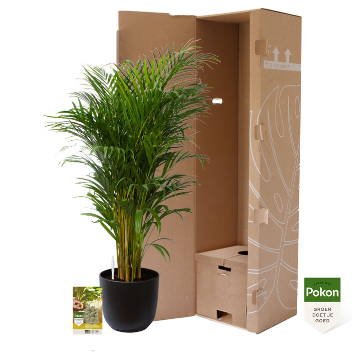 Pokon Goudpalm incl. watermeter en voeding in Pot Zwart ↕125 cm