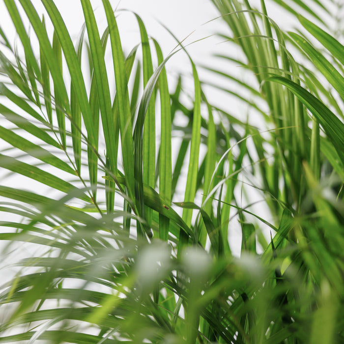 ae8da6ab-0018-412f-99a0-db8f05f3c13b-afbeelding5.jpg (4764100)