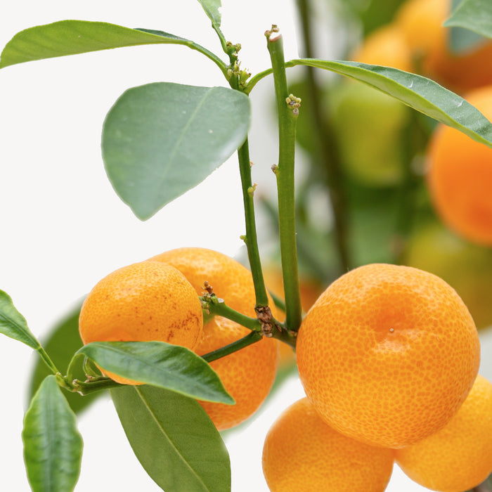 Fleurdirect Sinaasappelboom op rek M