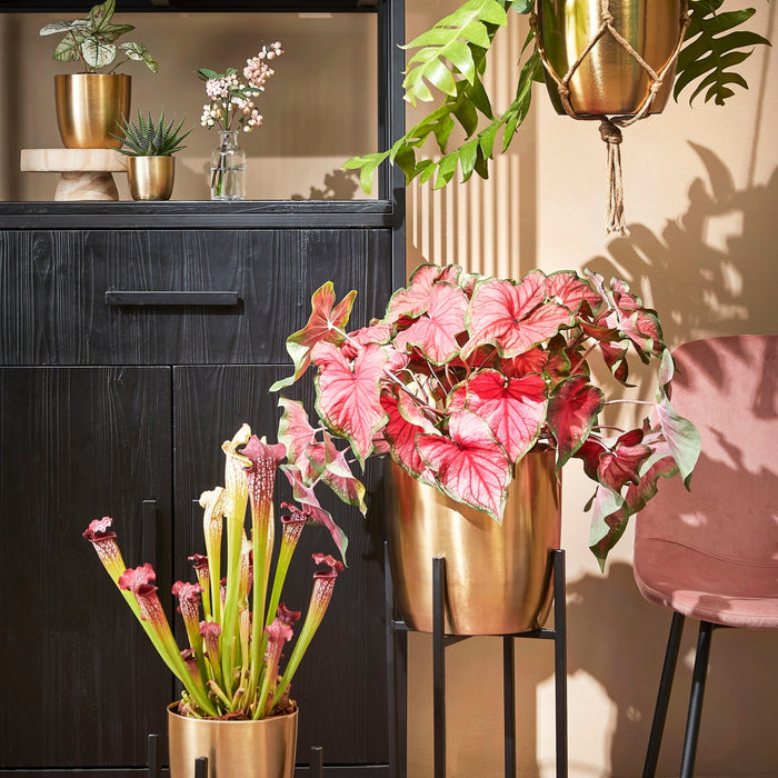 f9cb8e08-afee-4cb4-a75c-793450fff58c-afbeelding11.jpg (7892967)