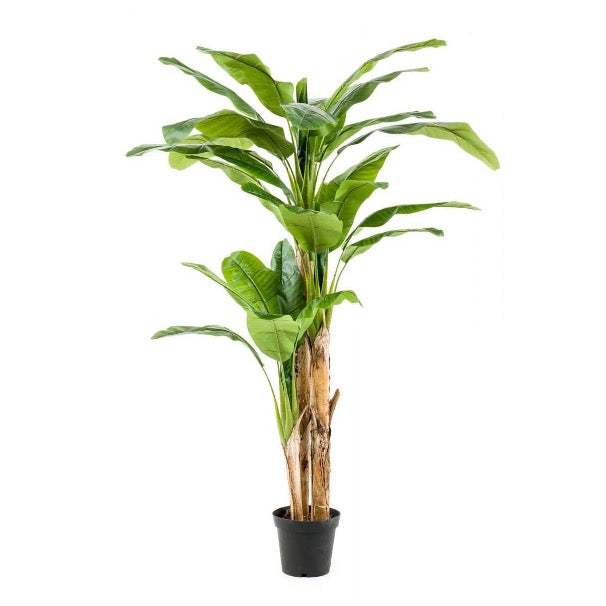 4. Bananenplant