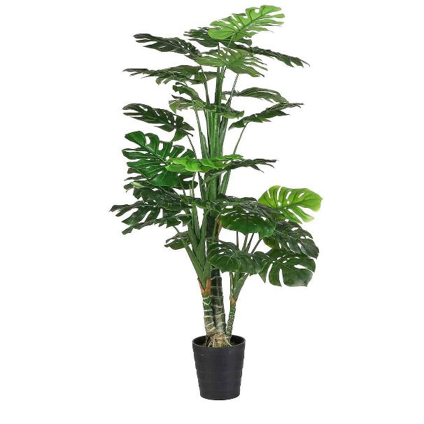 5. Monstera