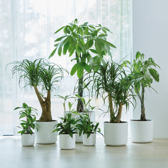 elho B.For Soft Bloempot Rond 30 cm