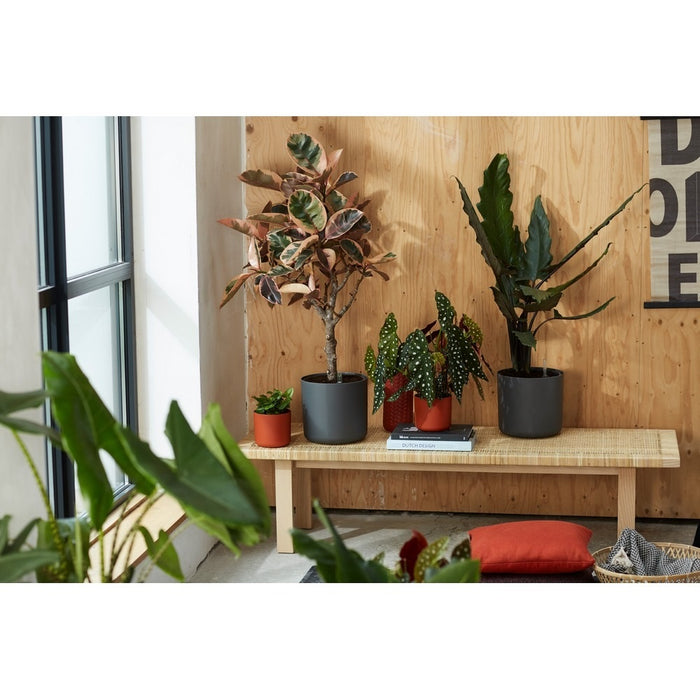 217470-3.jpg (2558306) 