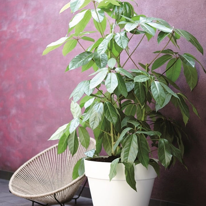 Elho Loft Urban Round Bloempot 30 cm