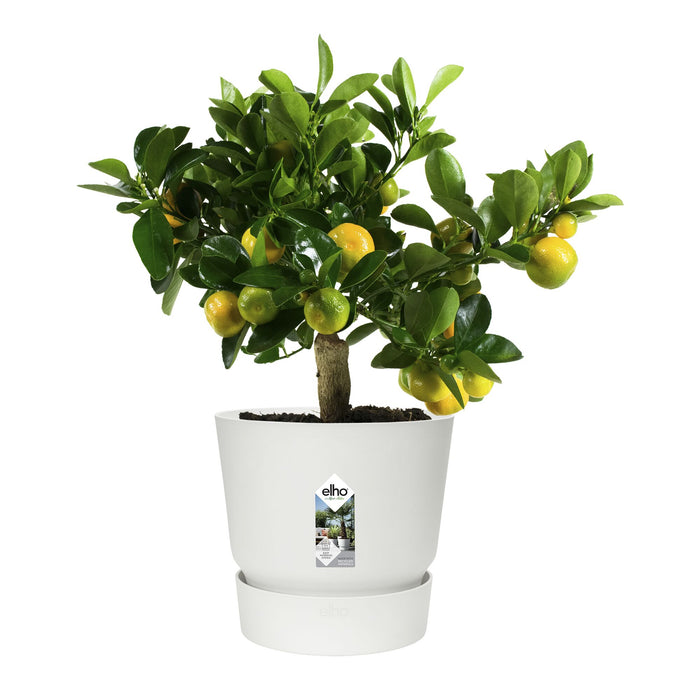 elho Greenville Bloempot 30 cm