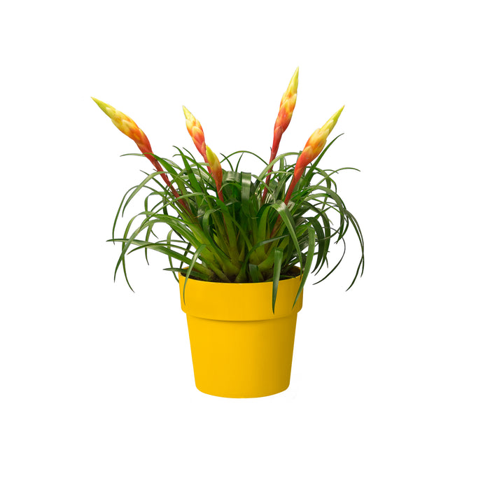 259800-x05.jpg (3474997) 