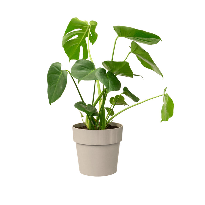 259805-x05.jpg (3488930) 