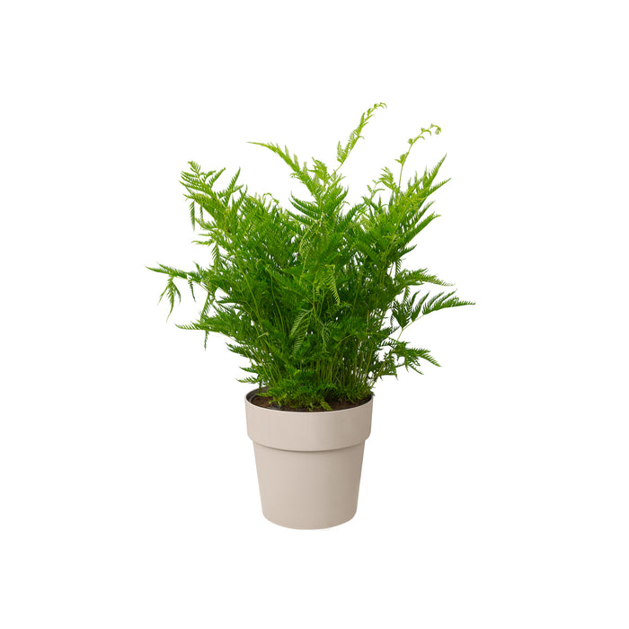 259805-x06.jpg (3488931) 