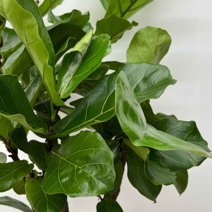Fleurdirect Ficus Lyrata M