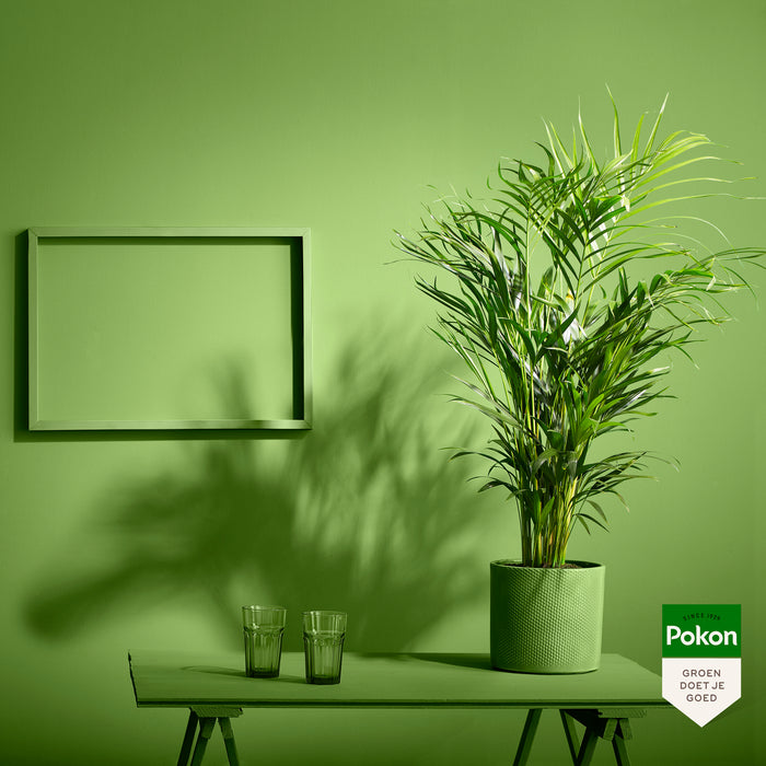 Pokon Goudpalm incl. watermeter en voeding in Pot Zwart ↕125 cm