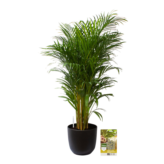 Pokon Goudpalm incl. watermeter en voeding in Pot Zwart ↕125 cm