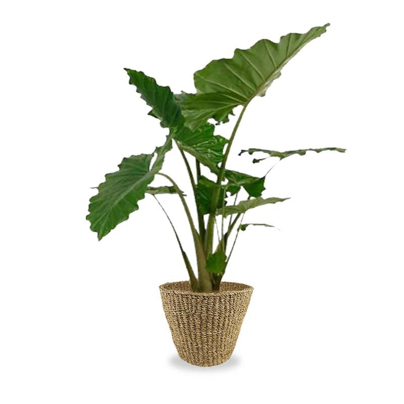 Fleurdirect Portadora in Zeegras Pot XL