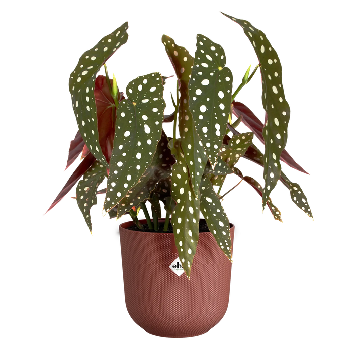 321621-x03-202310181321-C.png (7506056) 